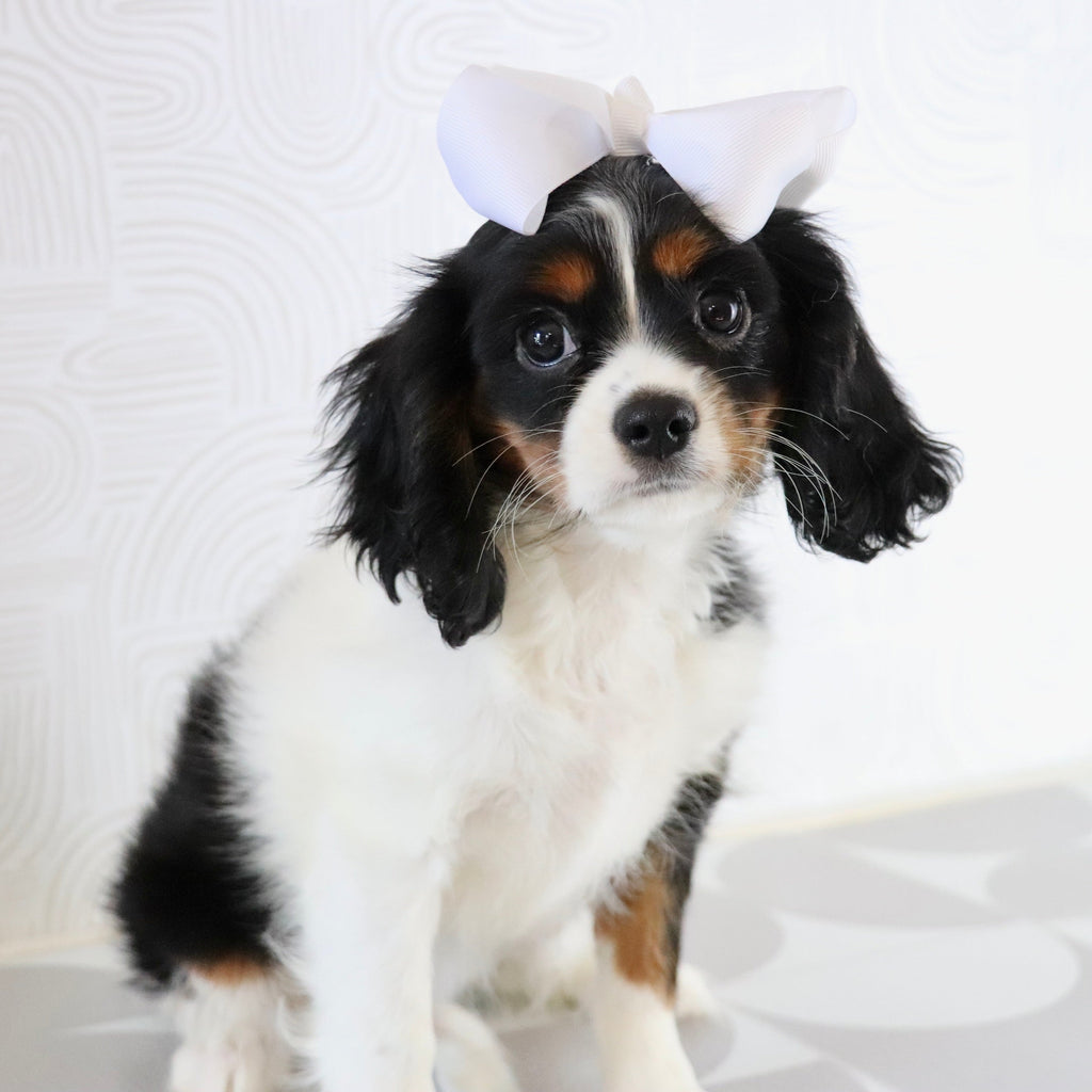 Rainbow - Available Now