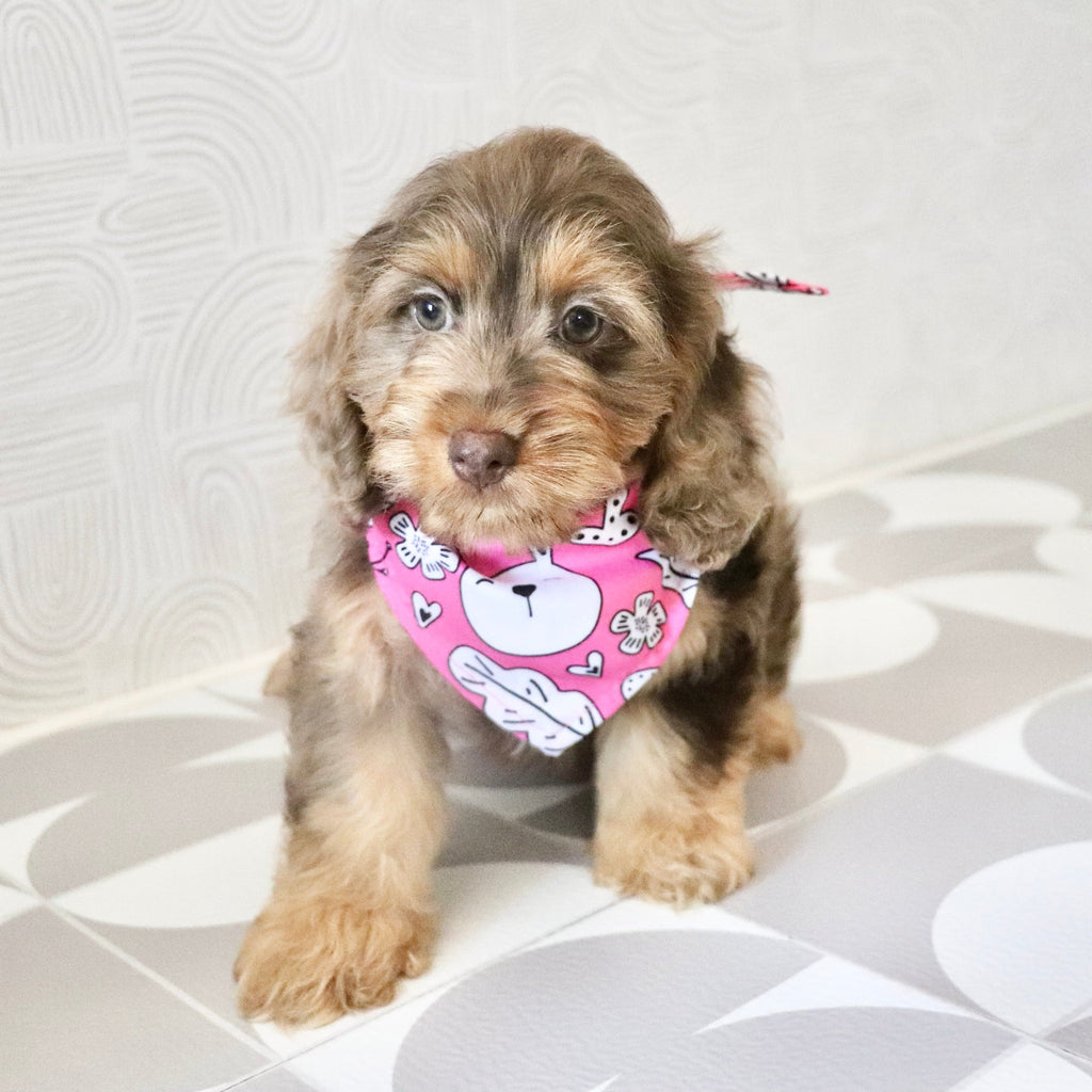 Pippin - Available Now