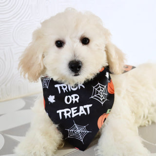 Eddie - Available Now