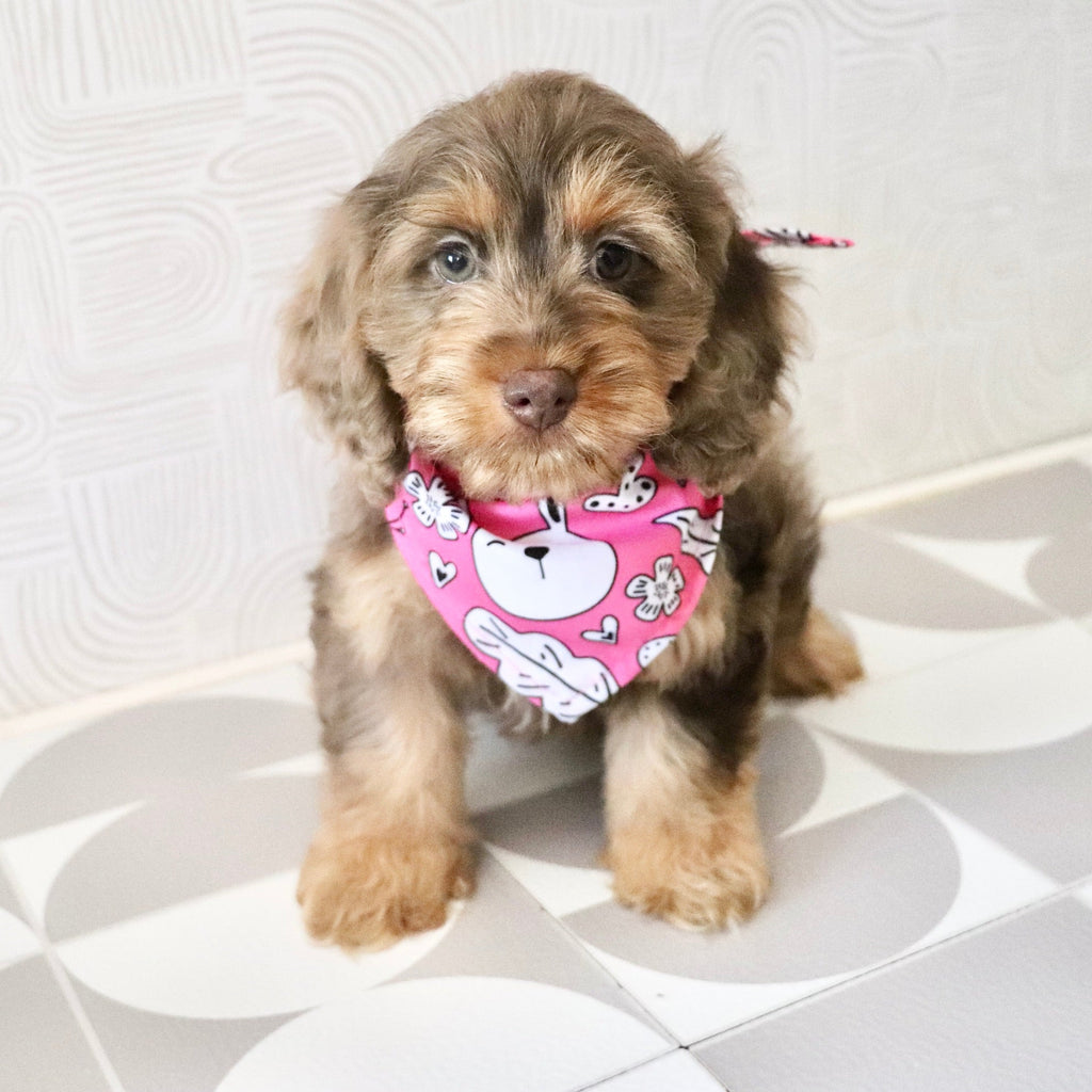 Pippin - Available Now