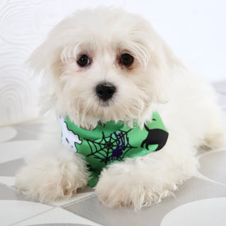 Cheddar - Available Now