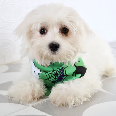 Cheddar - Available Now