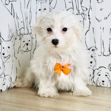 Tito - Available Now