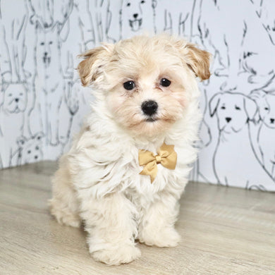 Peanut - Available Now