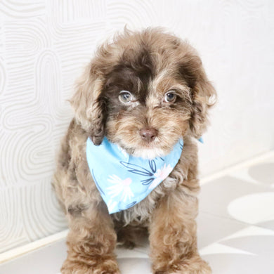 Presley - Available Now