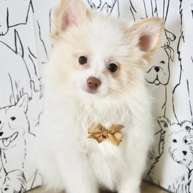 Marcello - Available Now