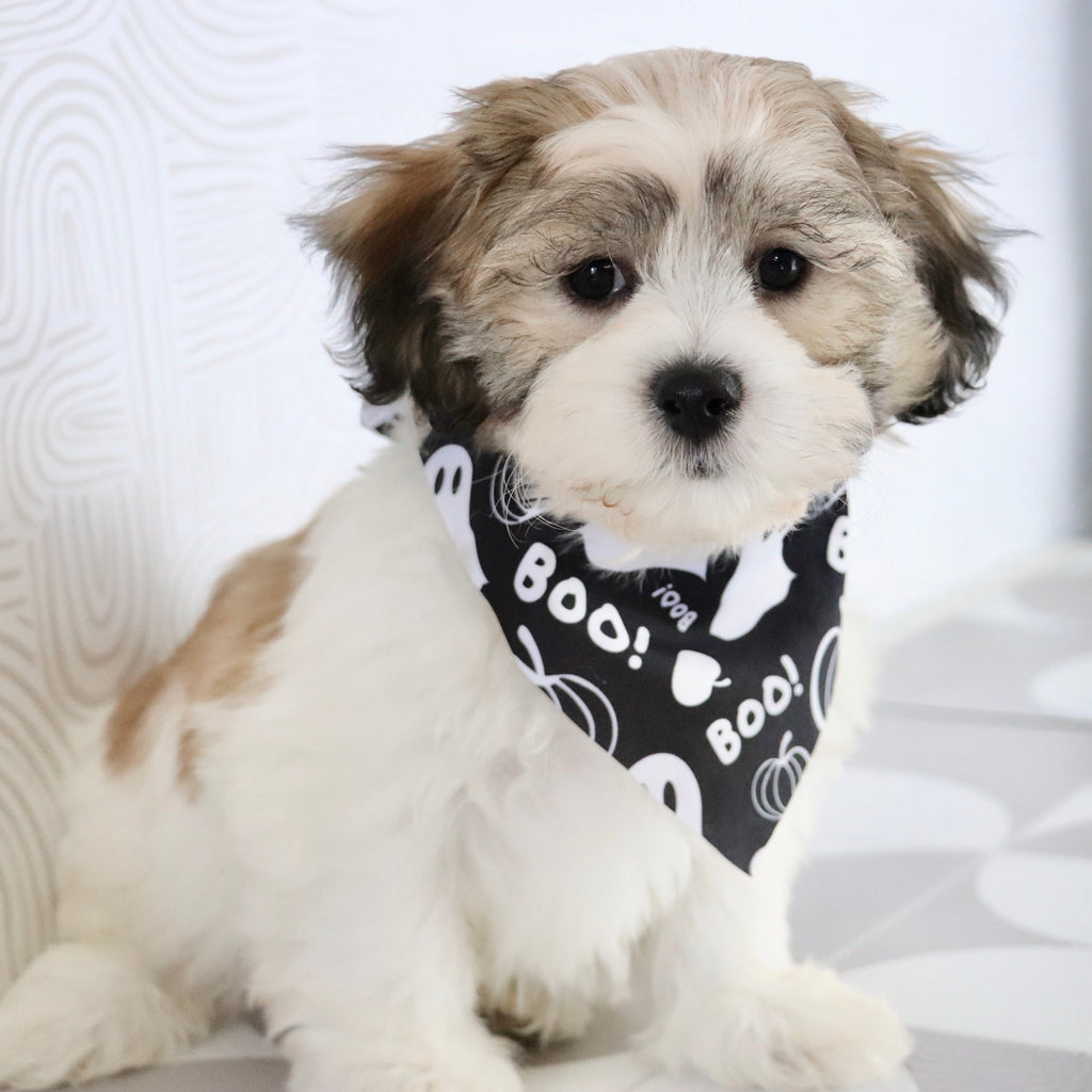 Topper - Available Now