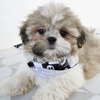 Jared - Available Now