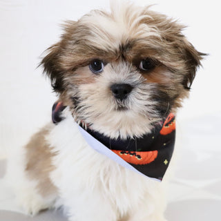 Ronnie - Available Now