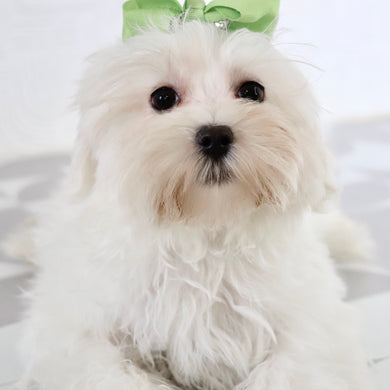 Nika - Available Now