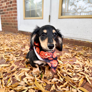 Bruno - *PRE-TRAINED* Available 10/26
