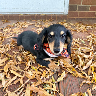 Bruno - *PRE-TRAINED* Available 10/26