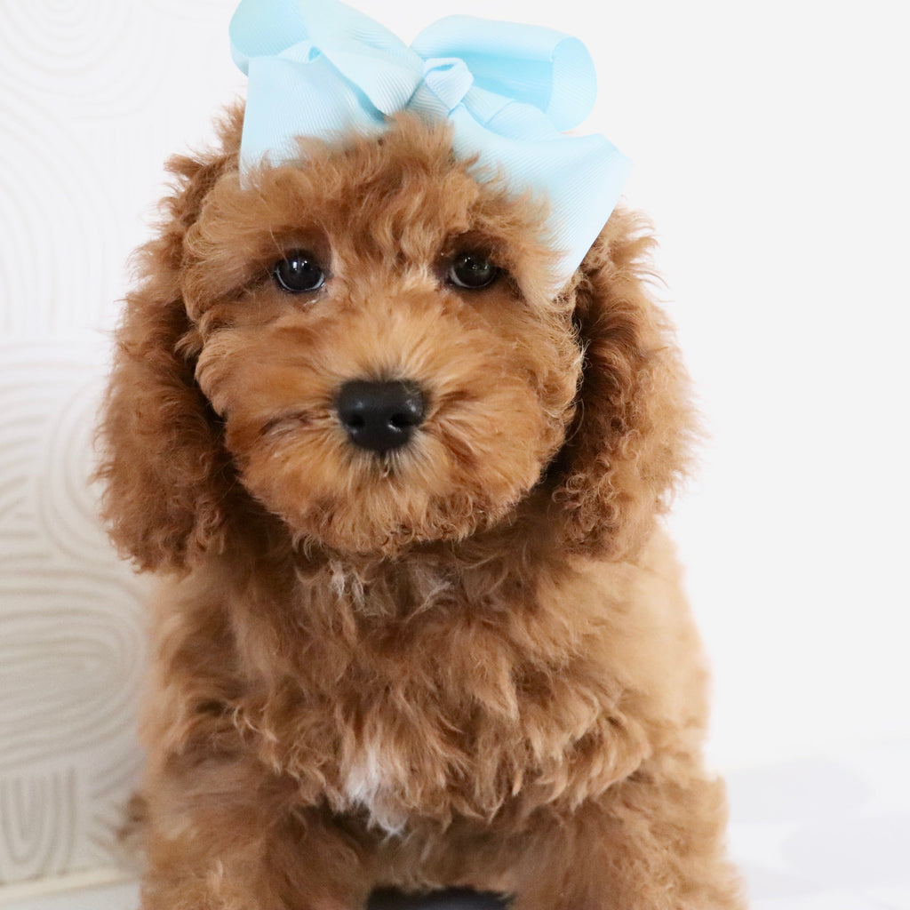 Latasha - Available Now