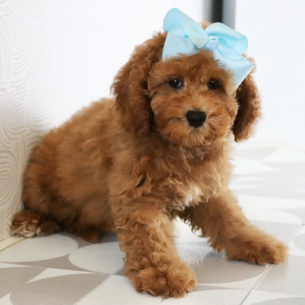 Latasha - Available Now