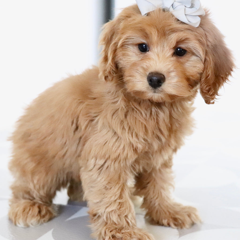 Moxie - Available Now