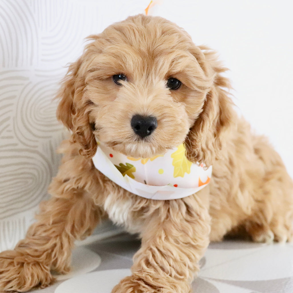 Finn - Available Now