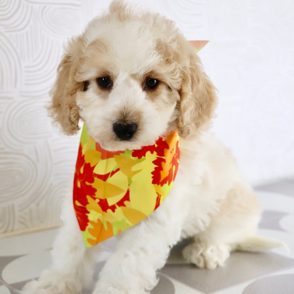 Sebastians - Available Now