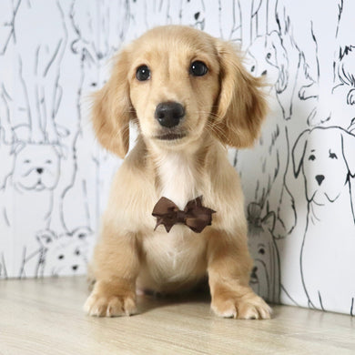 Luca - Available Now