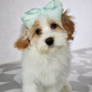 Darla - Available Now