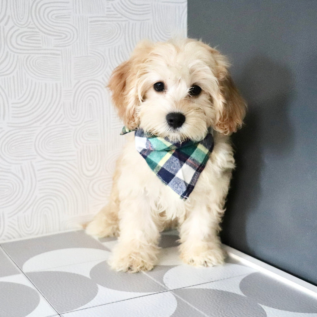 Jenson - Available 7/9