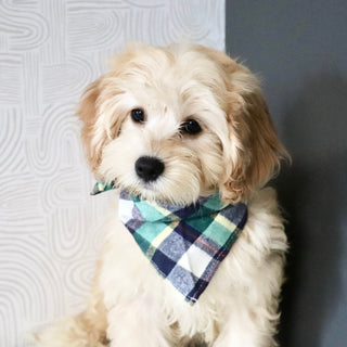 Jenson - Available 7/9
