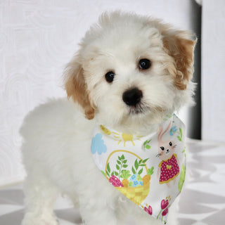 Barkley - Available Now