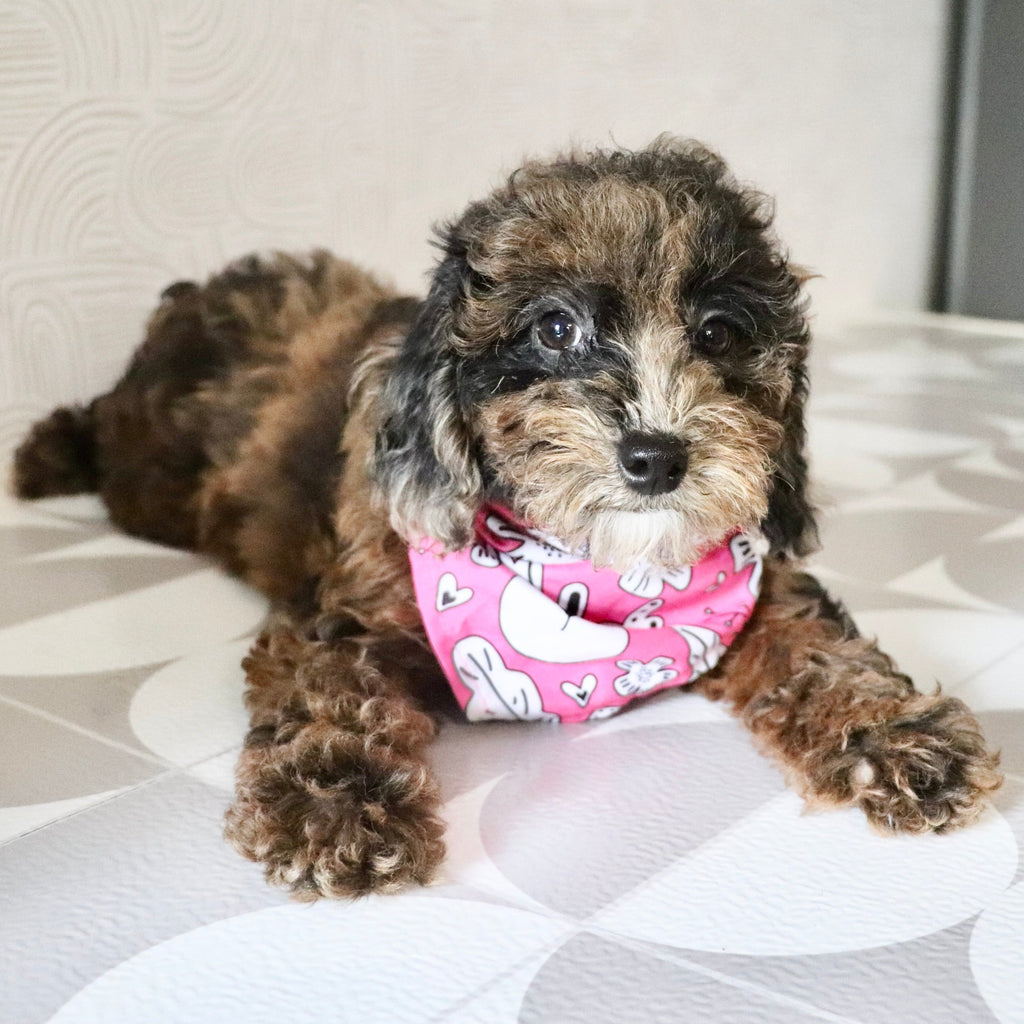 Piper - Available Now