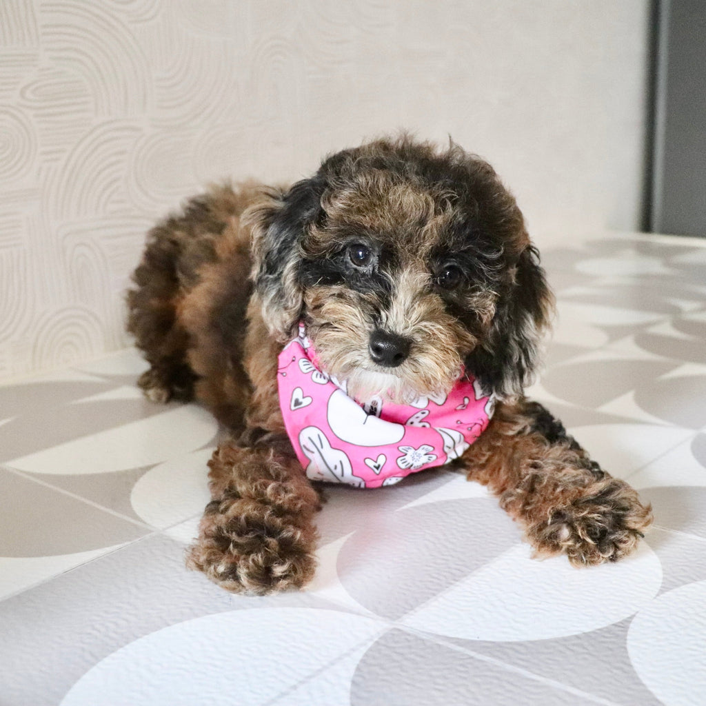 Piper - Available Now