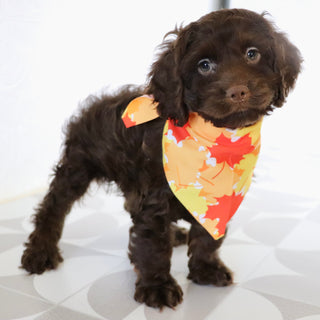 Cedric - Available Now