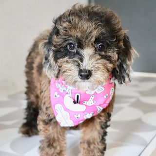Piper - Available Now