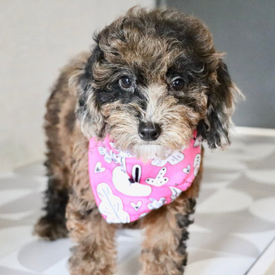 Piper - Available Now