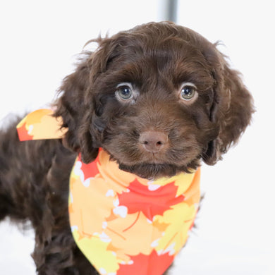 Cedric - Available Now