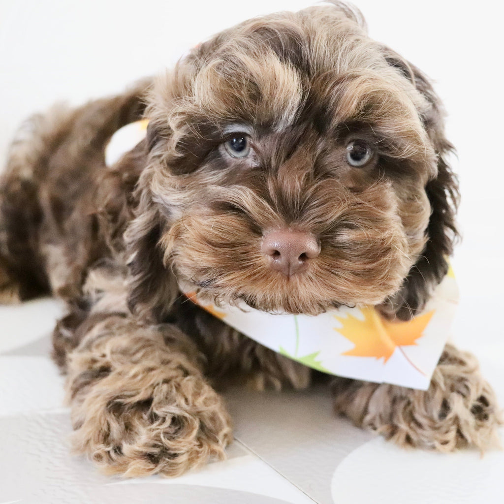 Chad - Available Now