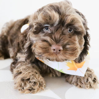 Chad - Available Now