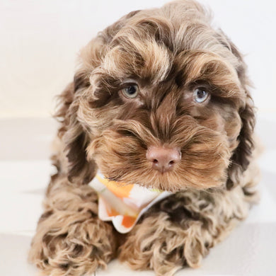 Chad - Available Now