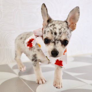 Timon - Available Now