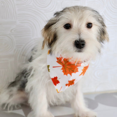 Wolf - Available Now