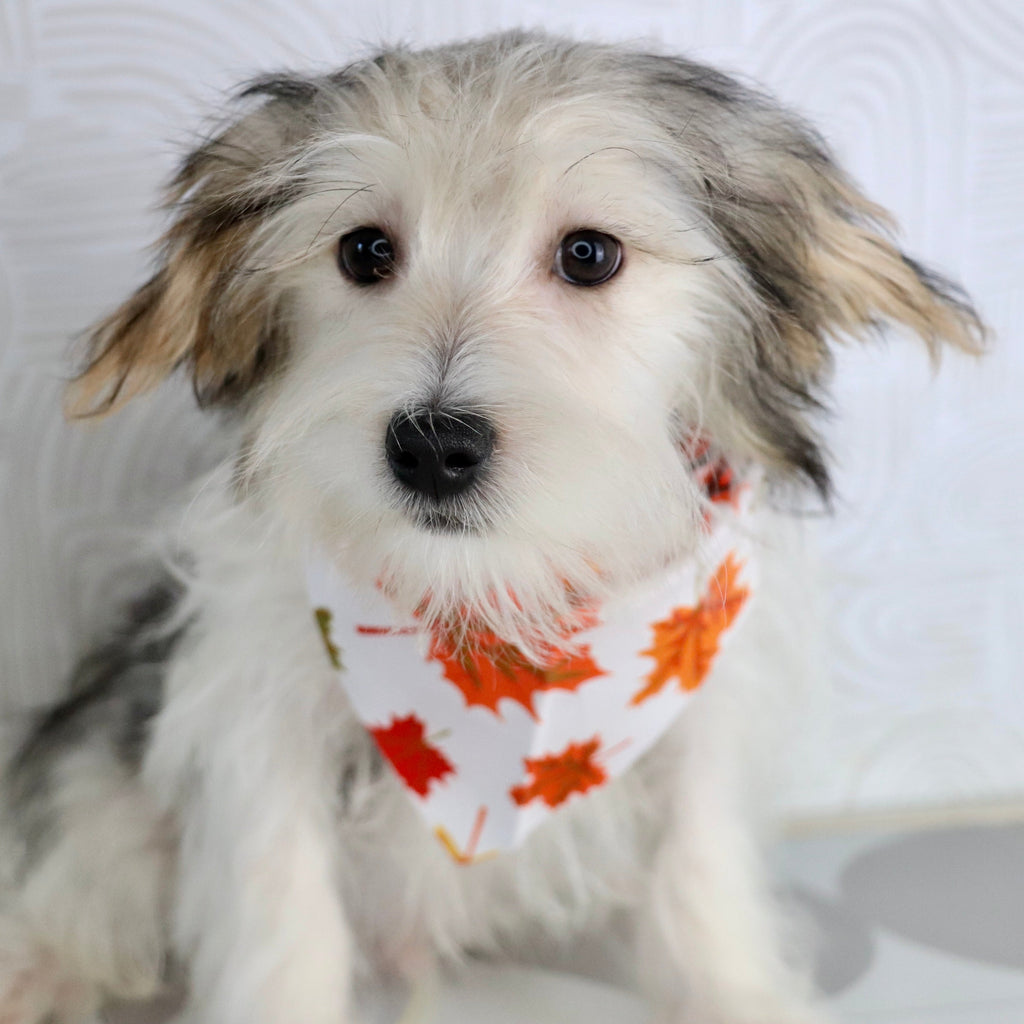 Wolf - Available Now