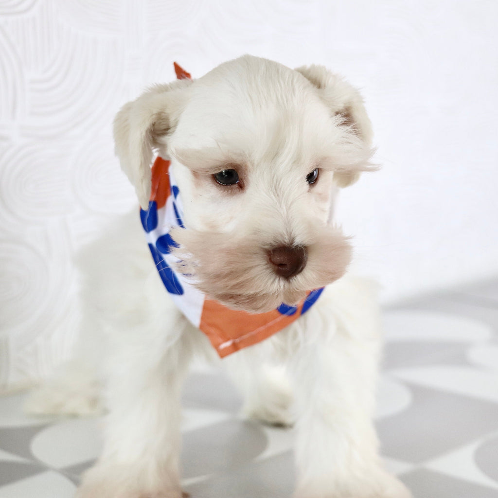 Delaware - Available Now