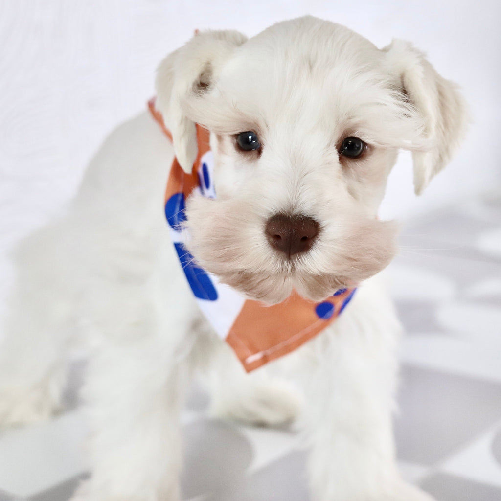 Delaware - Available Now