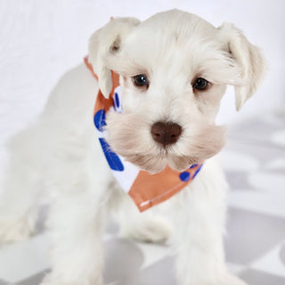 Delaware - Available Now