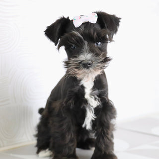 Brooke - Available Now