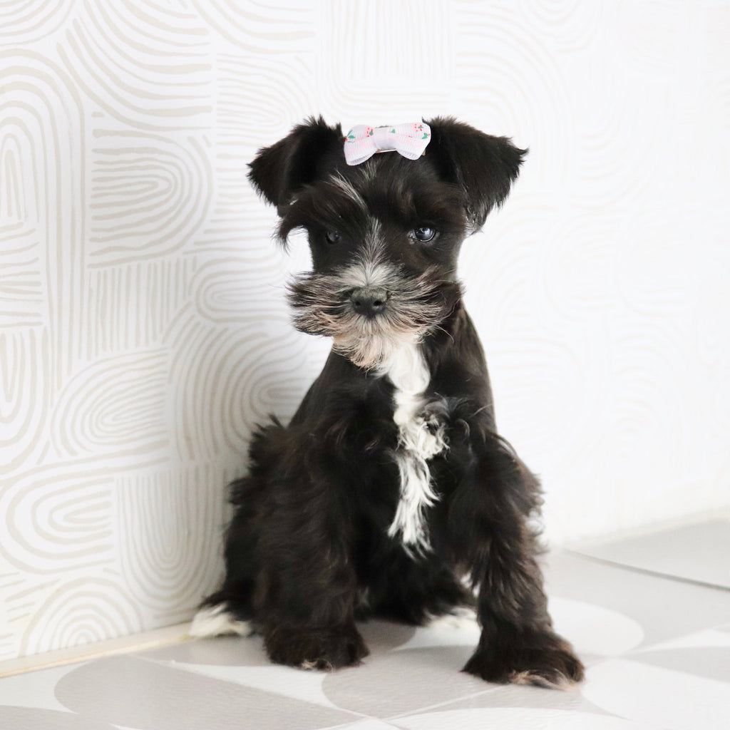 Brooke - Available Now