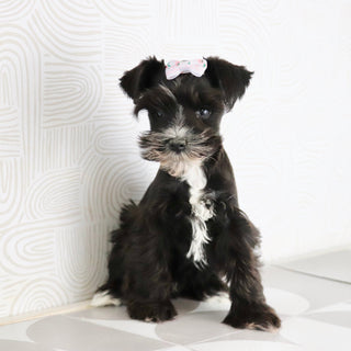 Brooke - Available Now