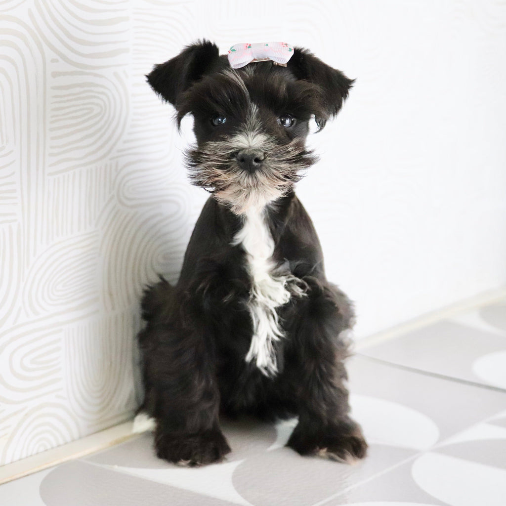 Brooke - Available Now