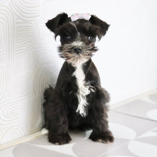 Brooke - Available Now