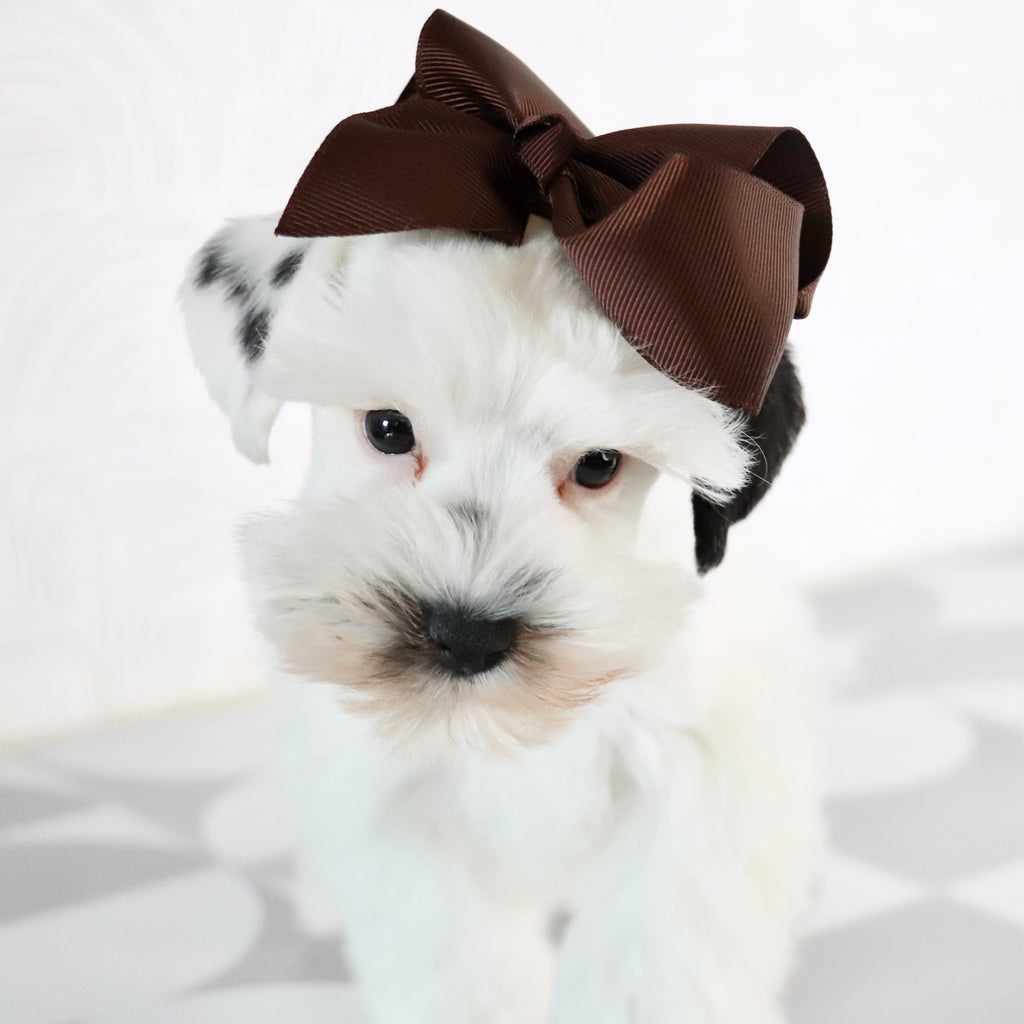 Daisy - Available Now