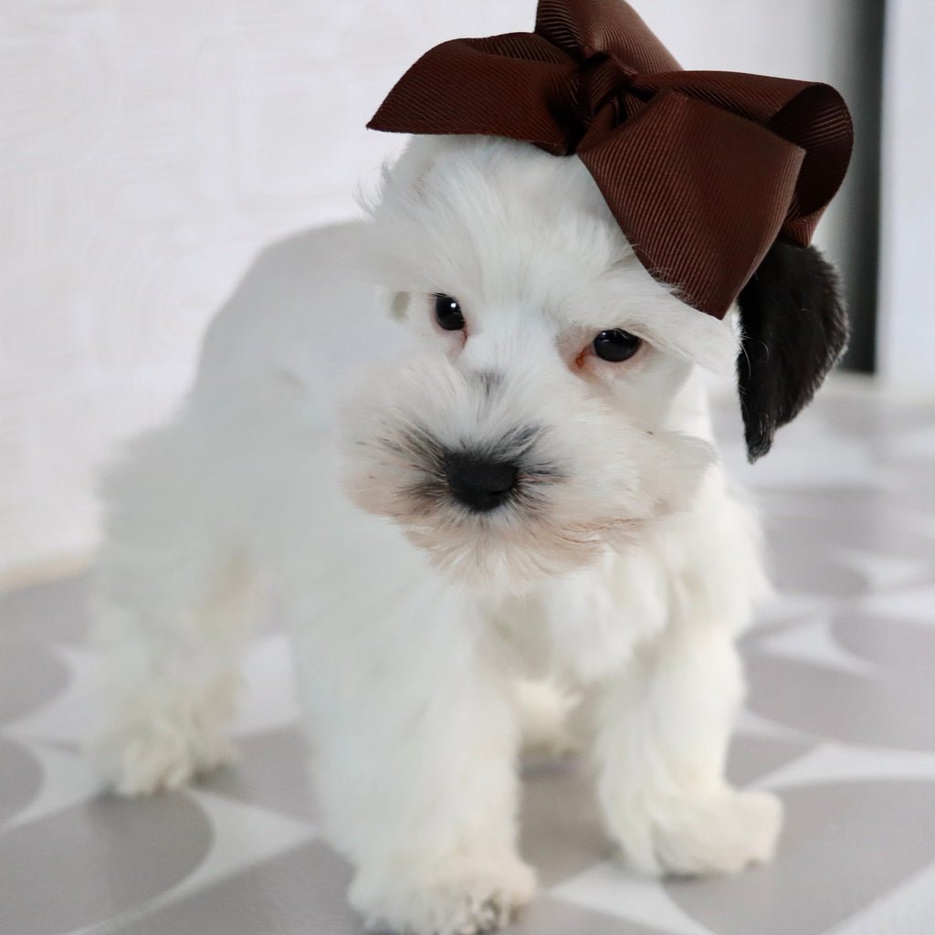 Daisy - Available Now