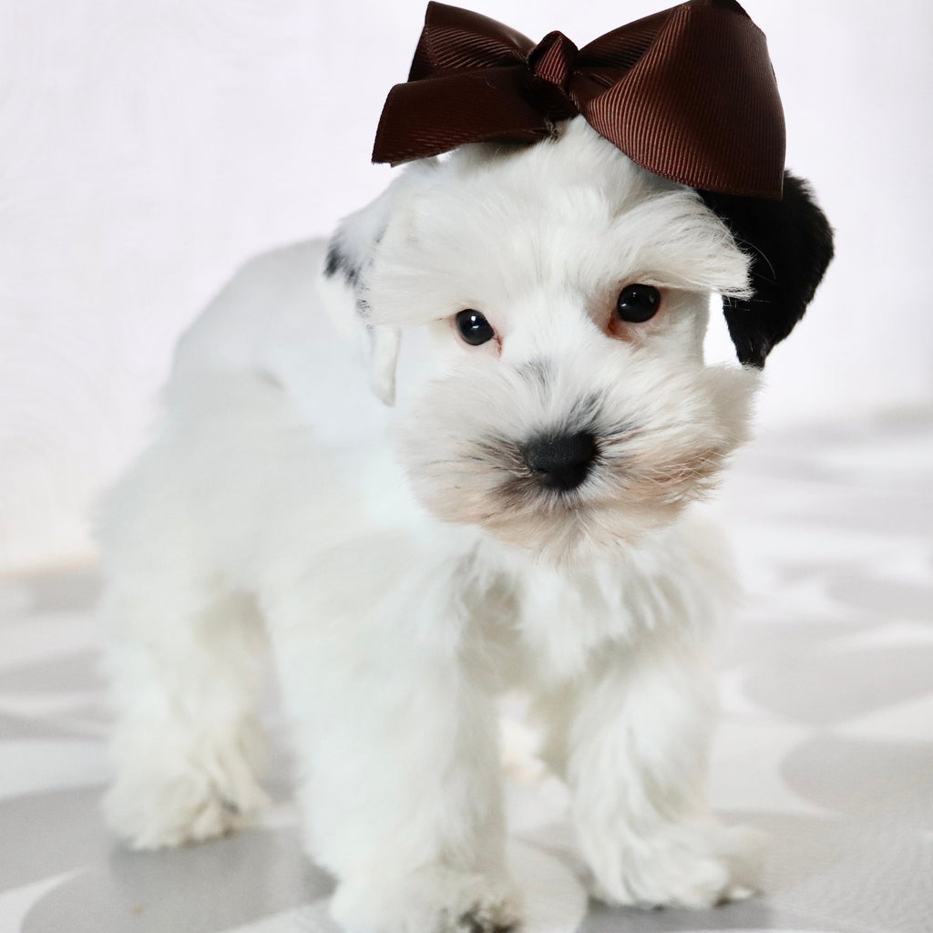 Daisy - Available Now