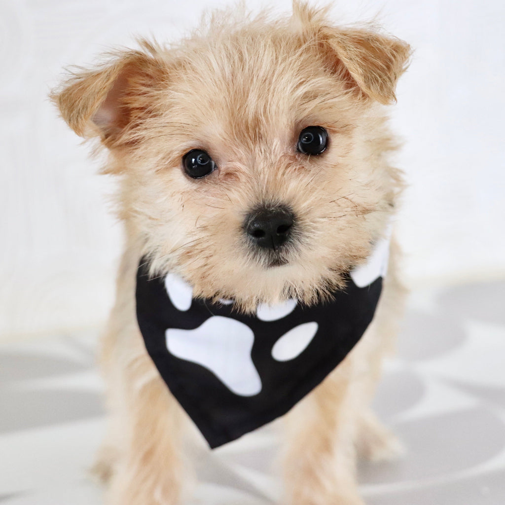 Duke - Available Now